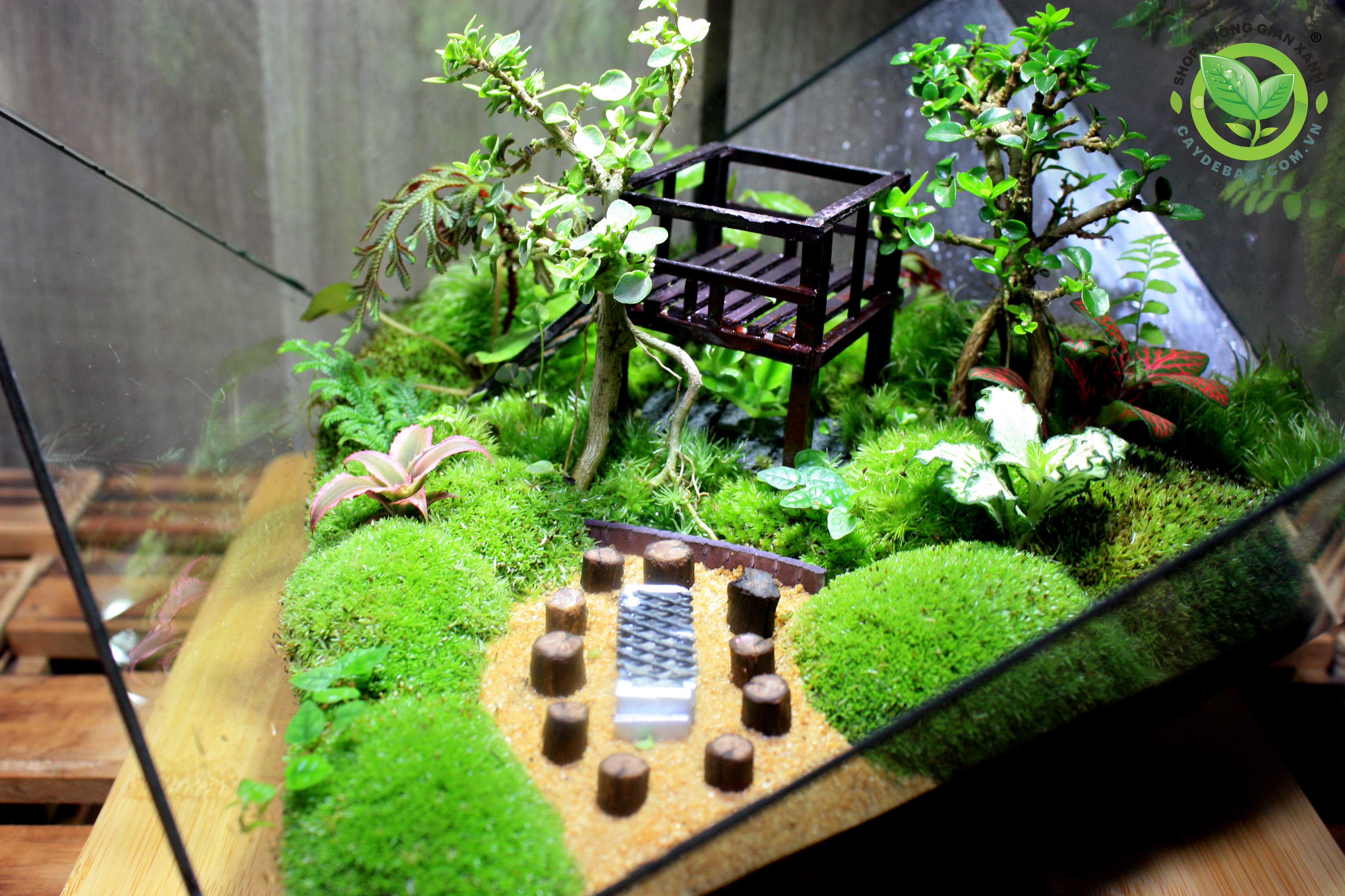 Terrarium Đa Giác T24.1 Home garden